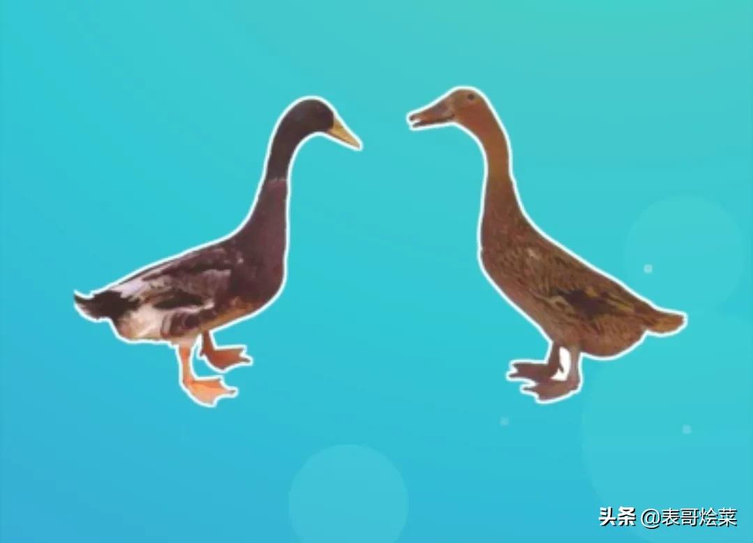 全国有名的鸭有哪些,各地鸭子特产大全