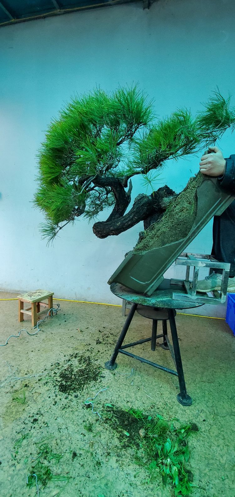 金奖精品黑松盆景 (日本国风展黑松盆景高清图)