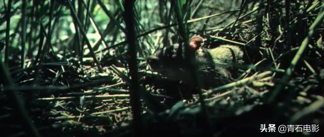 八佰豆瓣可以看吗,八佰豆瓣评分是多少