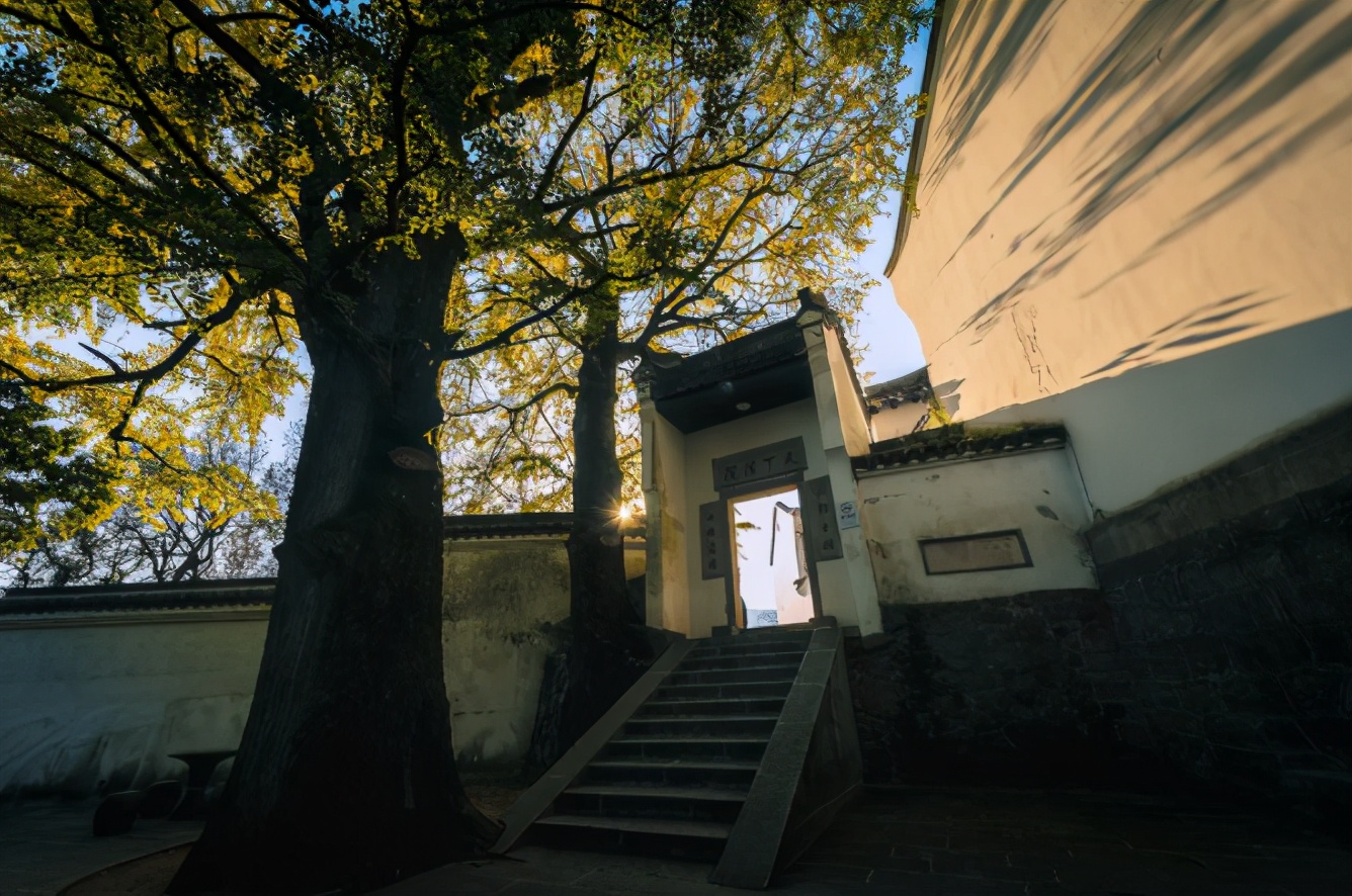 毛尖云雾绿茶哪款好喝,你们喝过最好喝的茶