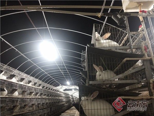 云南一养兔场遭遇狂风暴雨险垮塌，警方5小时紧急转移4000只兔子