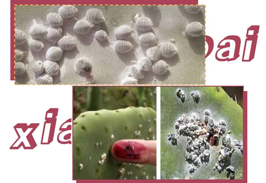 十大致癌口红排名,十大致癌的口红