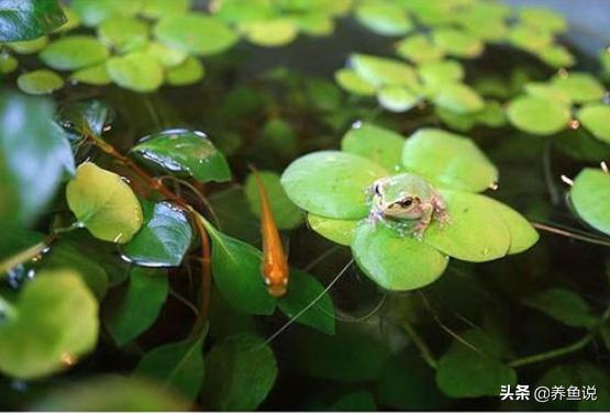 鱼缸悬浮物是什么,鱼缸里的漂浮物抽不走