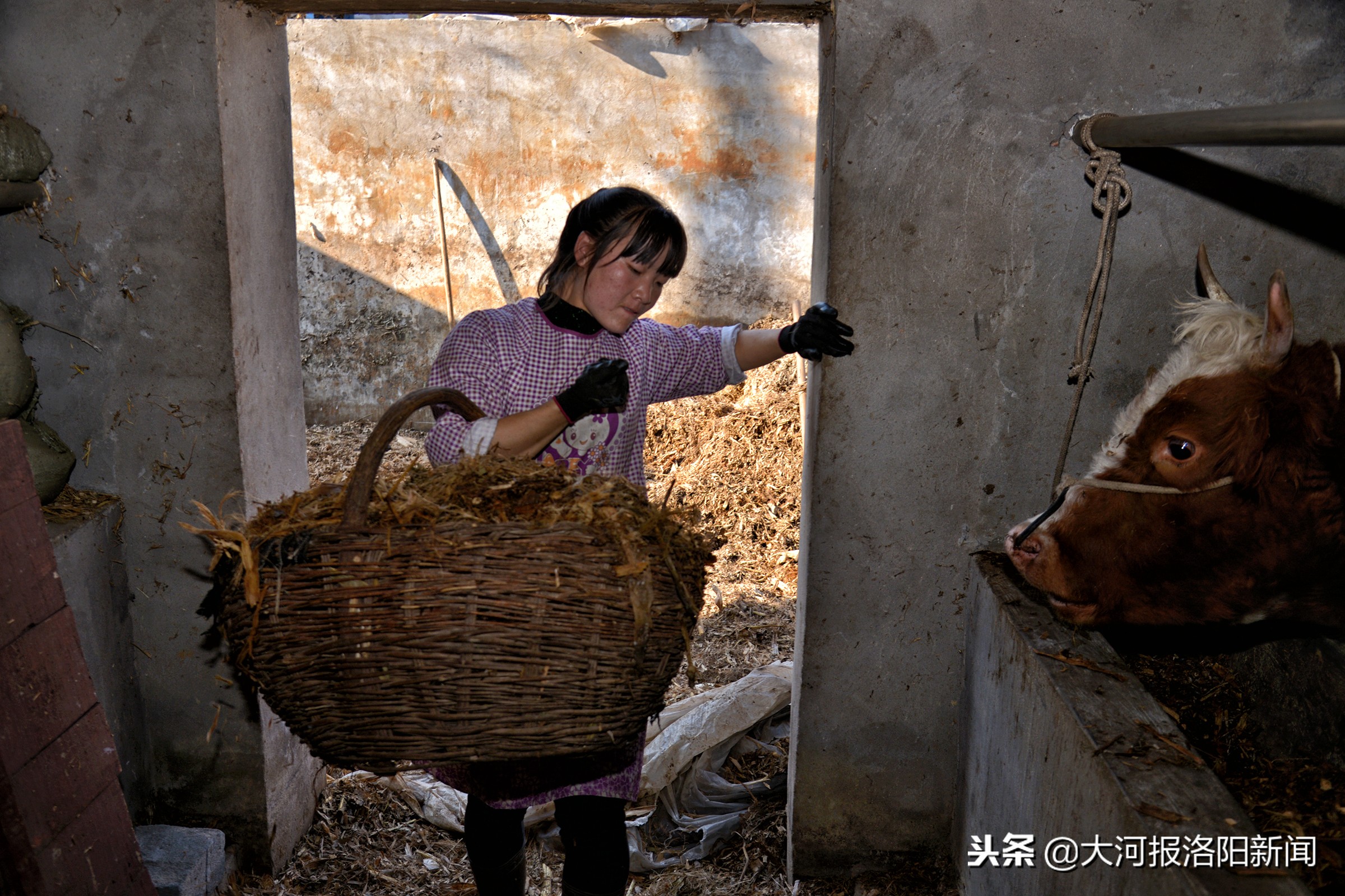 养牛女报恩养父,河南23岁女孩报恩养父深山养牛