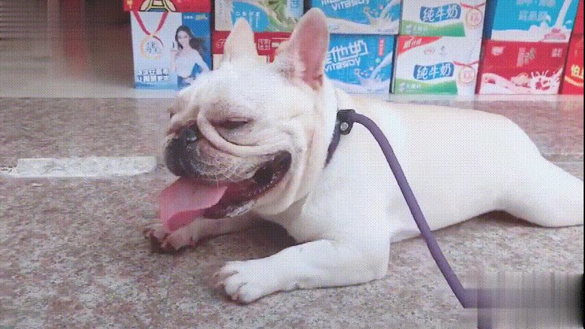 为什么狗的舌头那么长,狗的舌头为啥会长毛