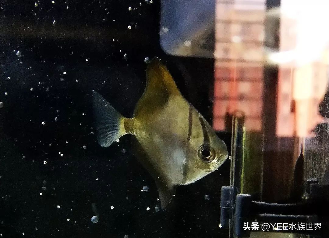 灵动小汽水鱼，硬配龙鱼，生啃七彩