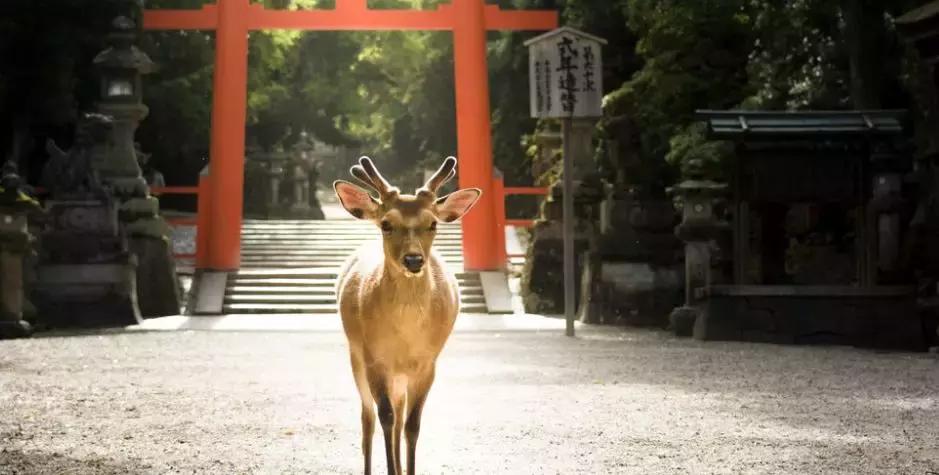 日本美景8k超高清,日本自然人文美景