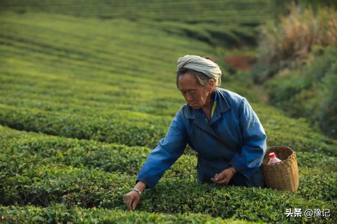 信阳毛尖栗香型和清香型哪个好喝,信阳毛尖茶叶怎么样好喝吗
