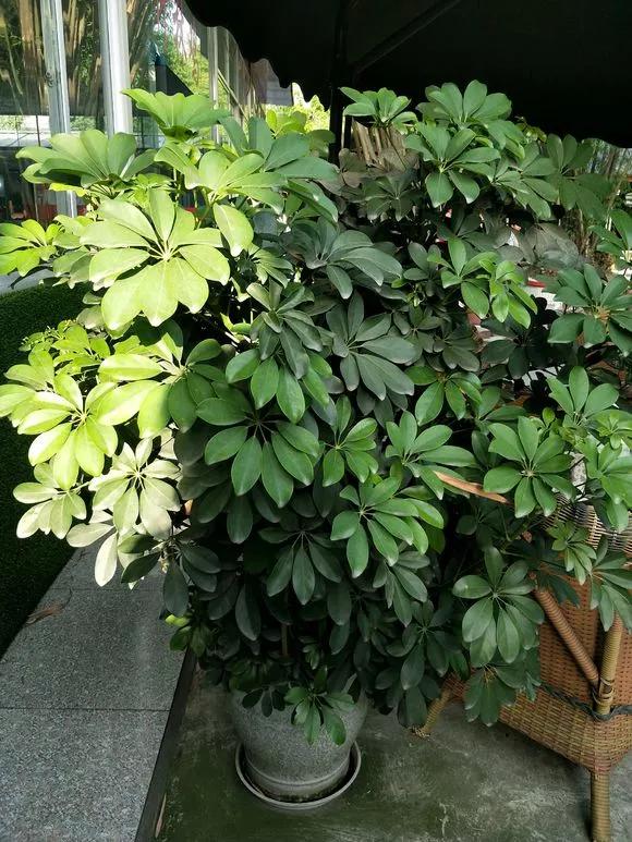 室内吸甲醛最好的10种花,吸甲醛最好的10种花卉