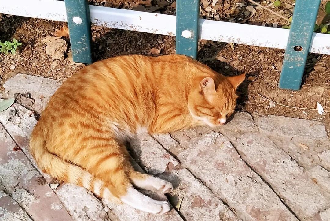 河北工业职业技术学院排名,河北工业职业技术学院发展史