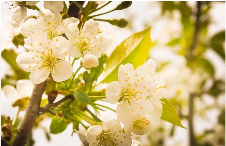 擦手霜保湿干裂起皮,冬季手干裂粗糙小妙招