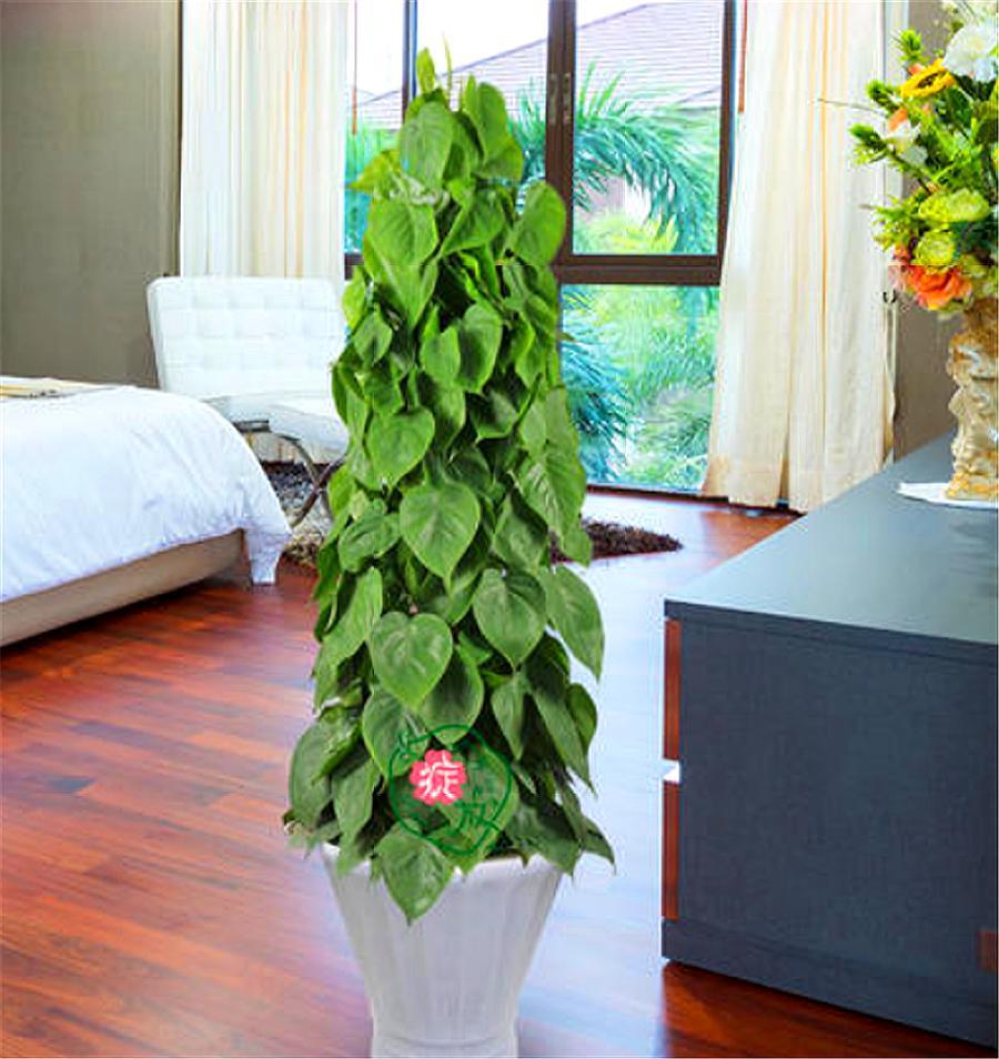 叶片水培扦插生根最快方法,水培心叶球兰怎么扦插