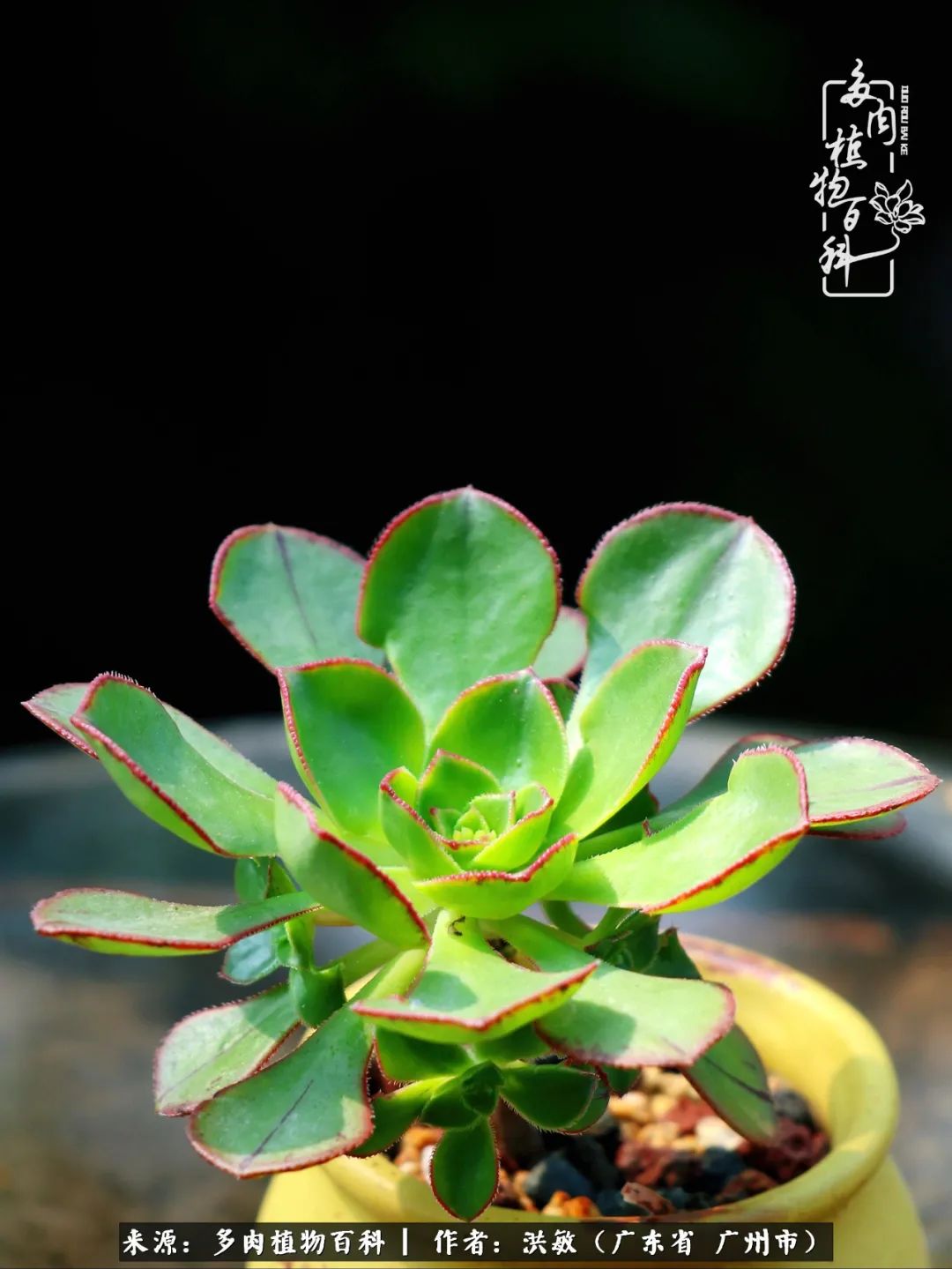 细品广州暴雨后，盛夏来临前的法师