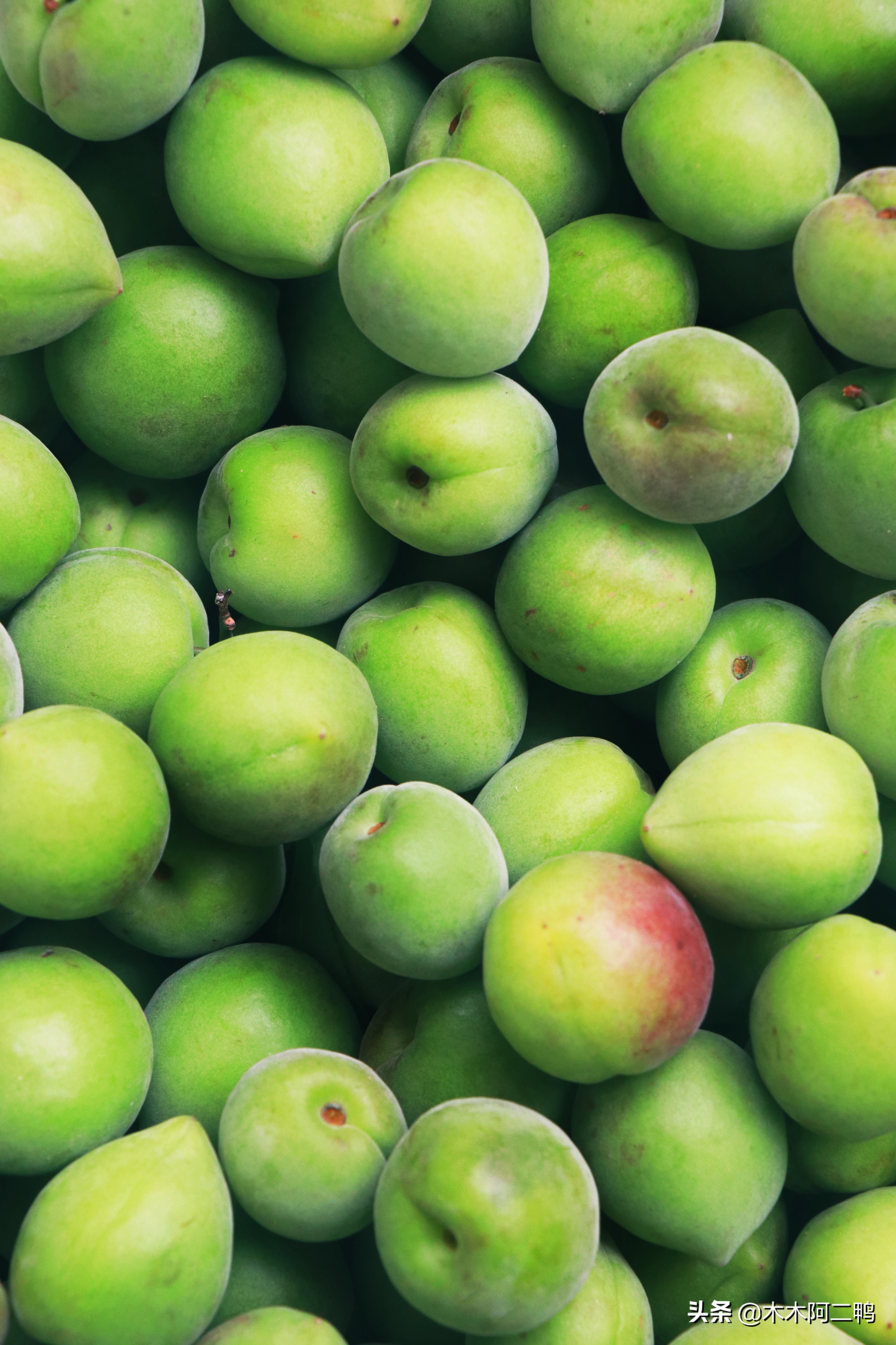 青梅怎么做能发挥最大功效,青梅的16大功效