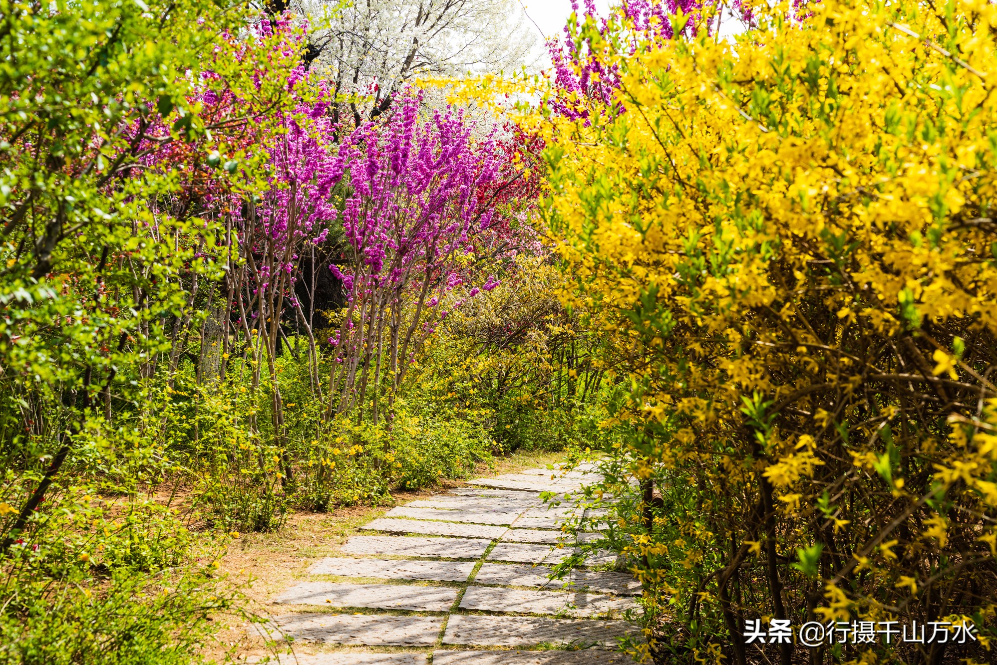 济南森林公园色彩斑斓秋意渐浓,济南今年的森林公园风景如画