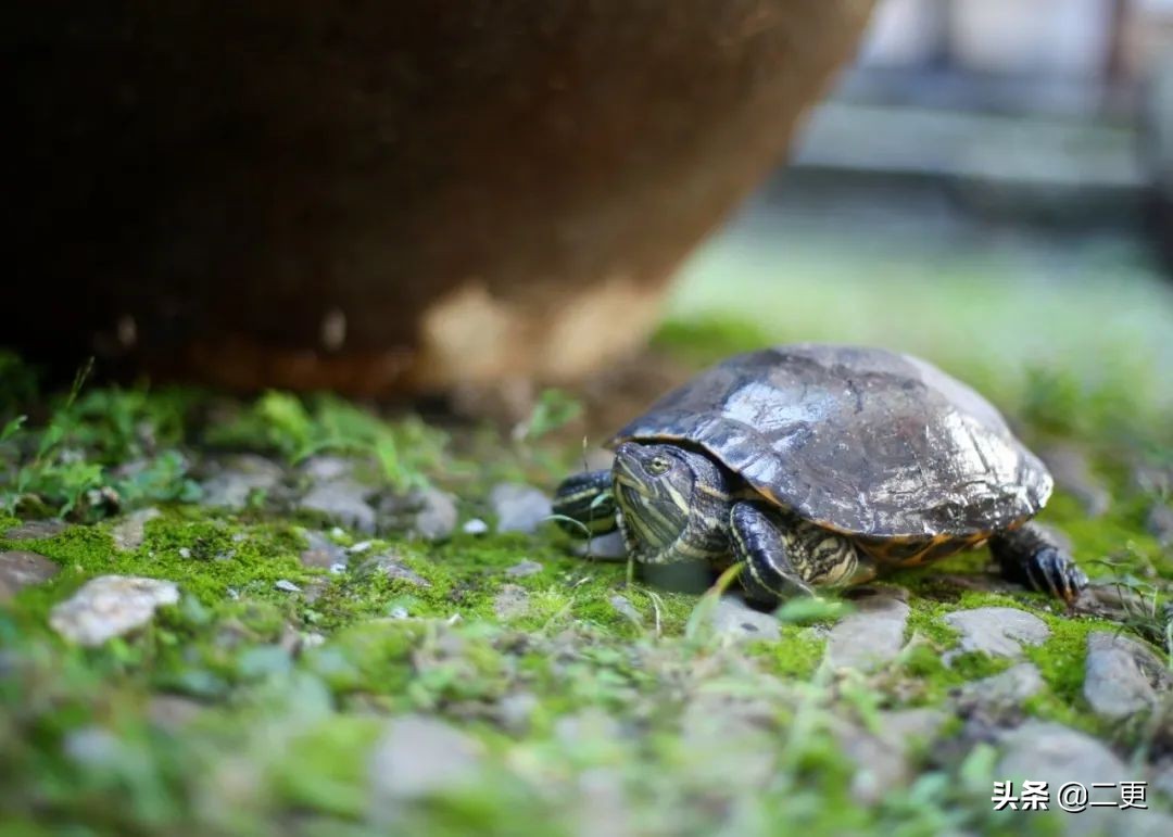 相识27天七夕闪婚完整版,相识15天闪婚成功案例