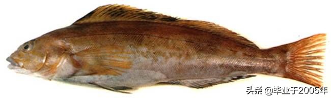 辽宁常见的鱼有哪些,辽宁沿海常见鱼