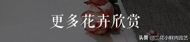 100种花卉绘画,100多张花卉线描手稿素材赶快收藏