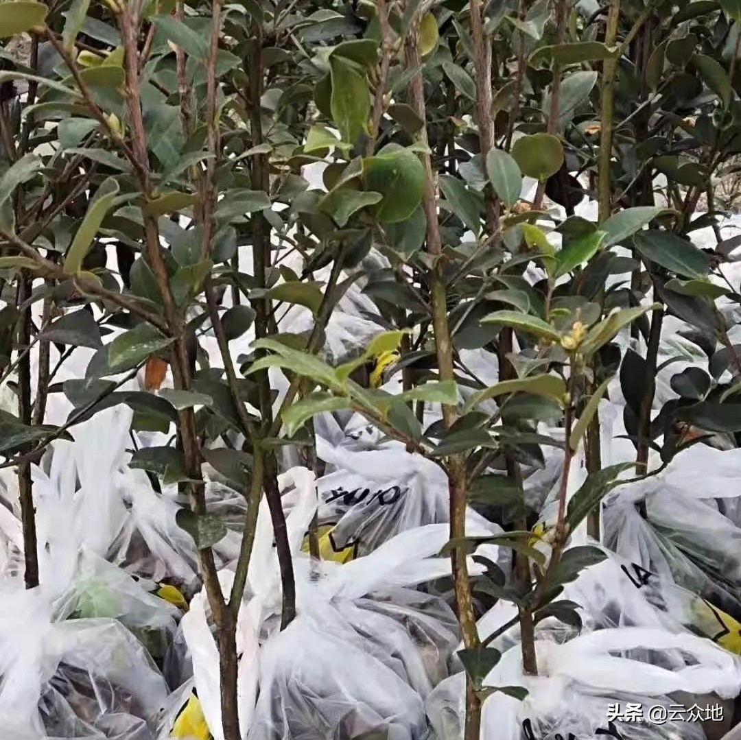 油茶种植如何配套品种,油茶树苗种植技术要点