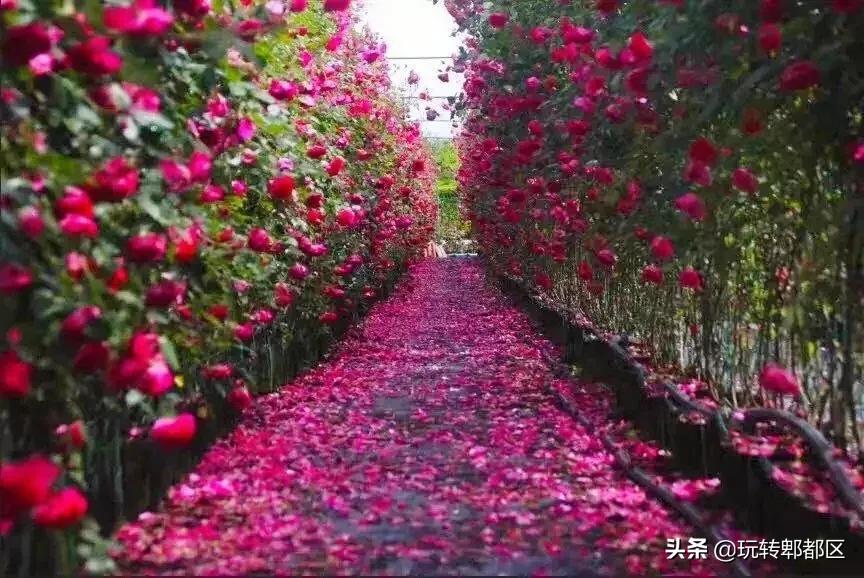 郫都区最美的花海,成都郫都花乡玫瑰开放了吗