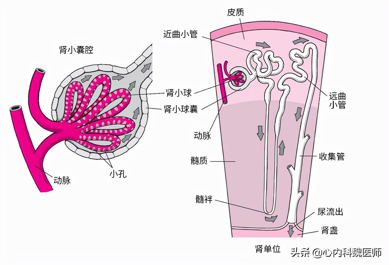 肌酐高要怎么降就知道严重性,肌酐高肾衰竭治愈偏方