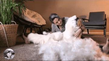 猫狗掉的毛可以织毛衣铲屎官：习惯就好