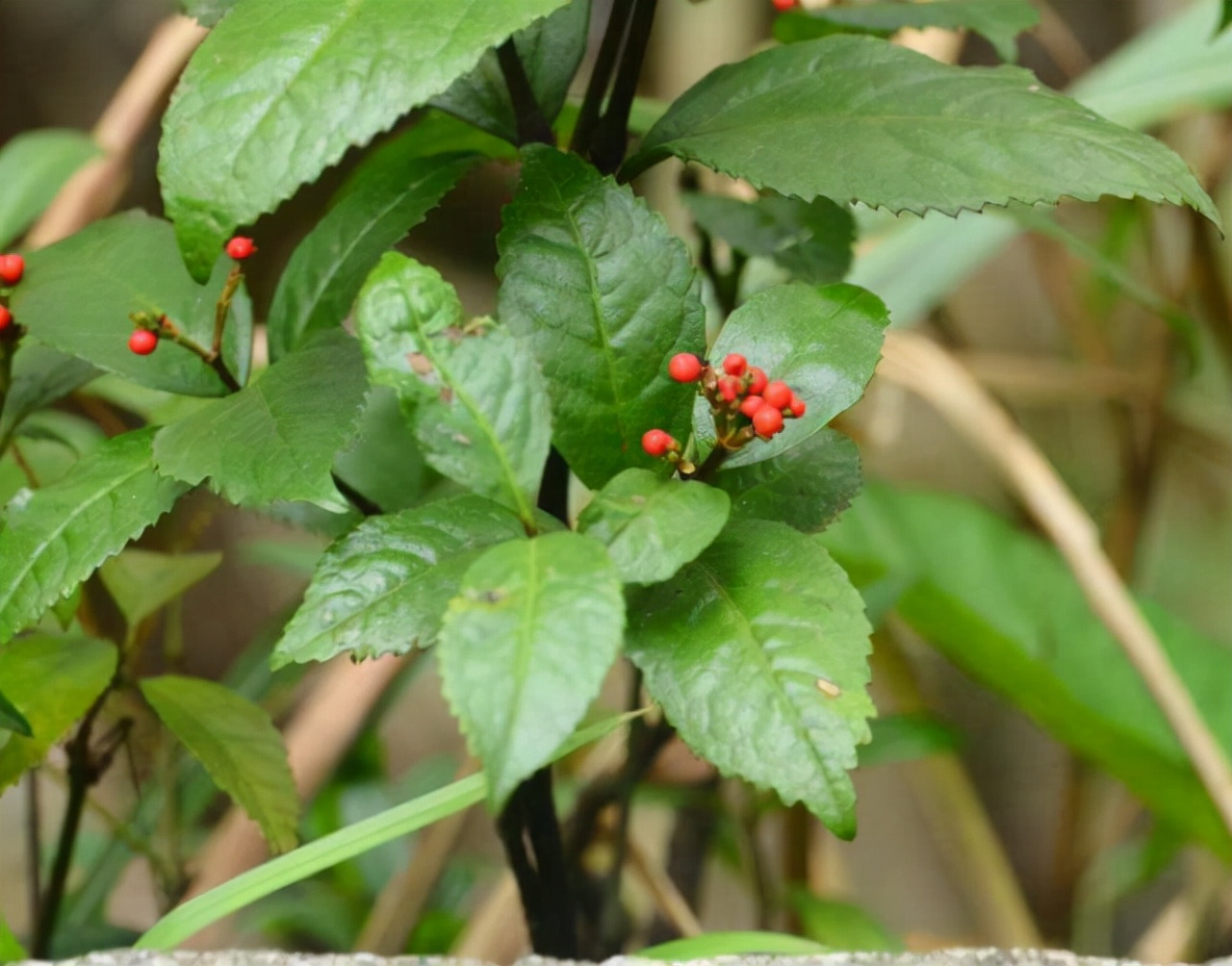 林中一种“满山香”，风一吹满山香气，是“草珊瑚含片”重要原料