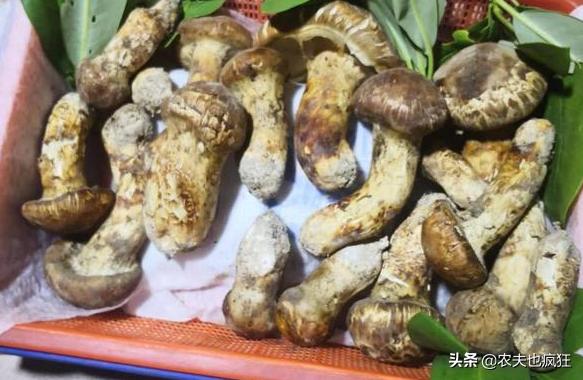 50吨冬虫夏草多少钱,冬虫夏草亩产多少