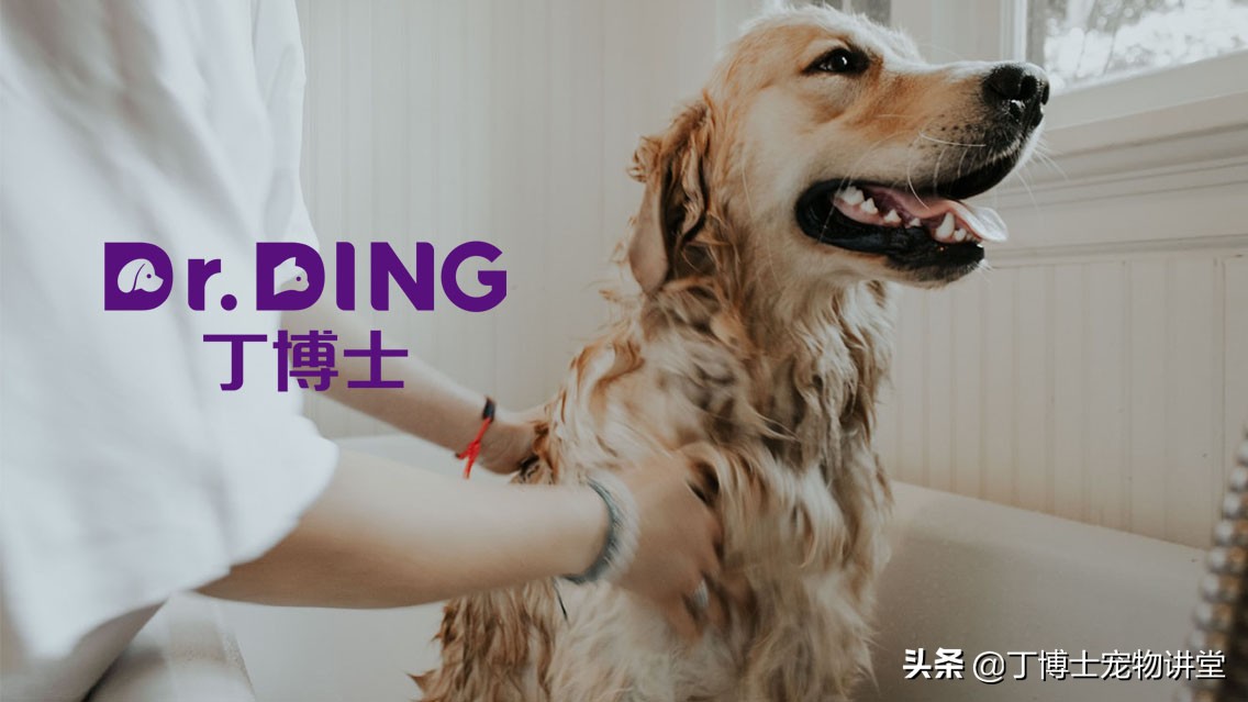 宠物猫狗癣知识,宠物猫有皮肤病吃什么食物好