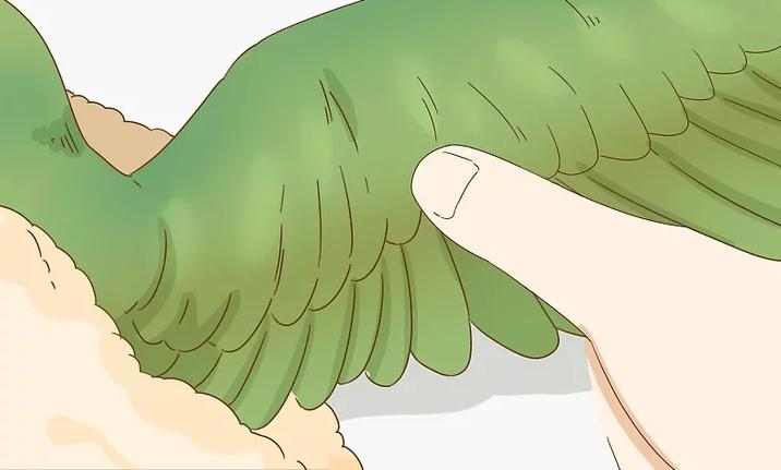 家里养的幼鸟从窝里掉下来怎么办,雏鸟长出羽毛怎么办