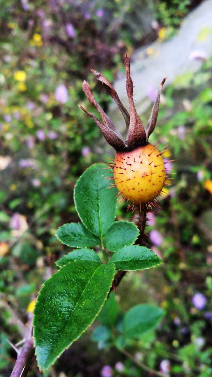 嬴政死后扶苏怎么了,嬴政死后发生了什么