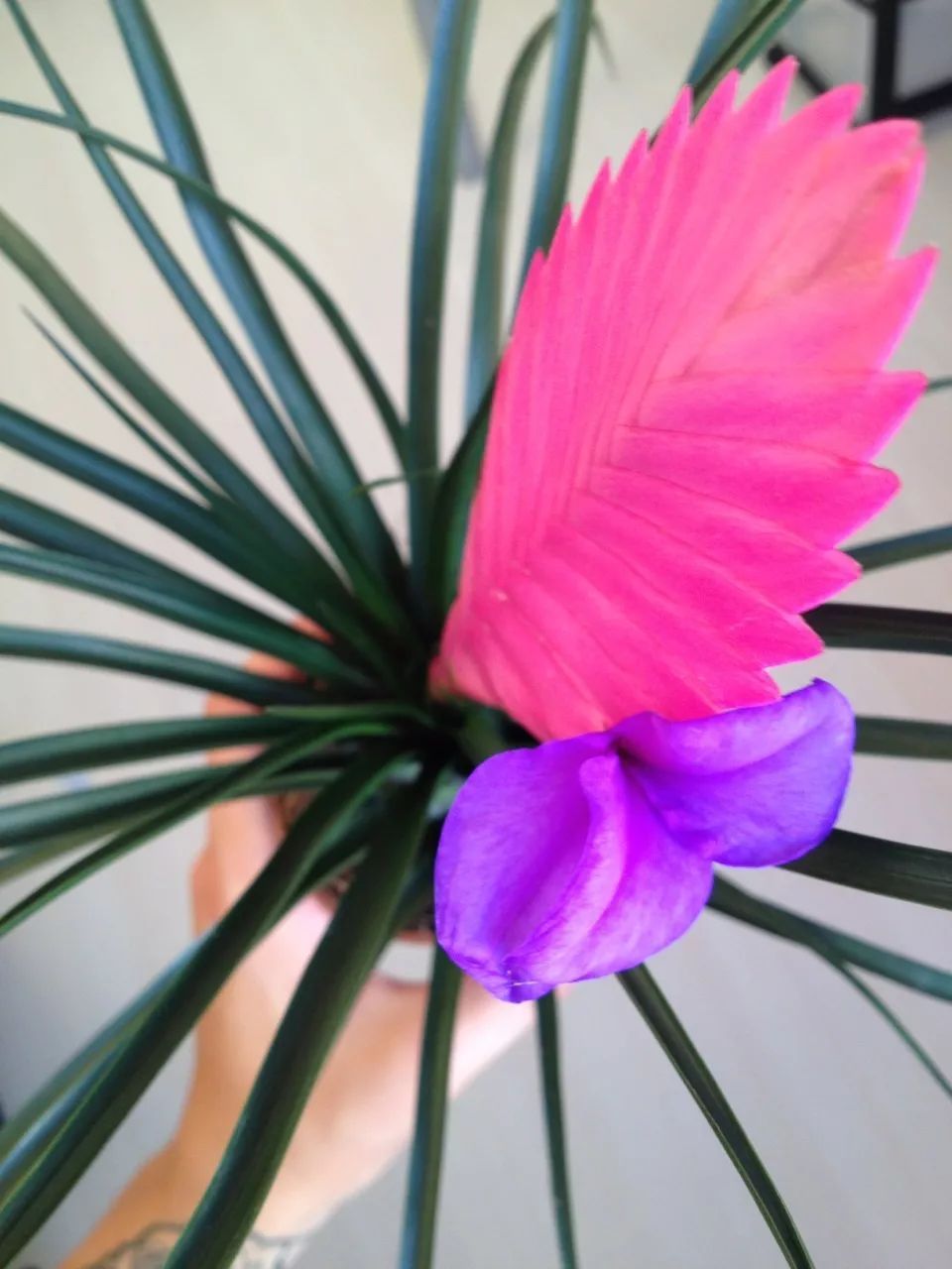 紫凤梨变绿后怎么养,紫凤梨的特点和形态