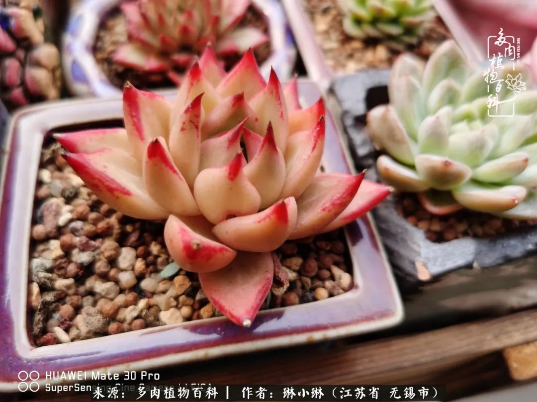 又到多肉变美时，一切都鼓励我积极向前