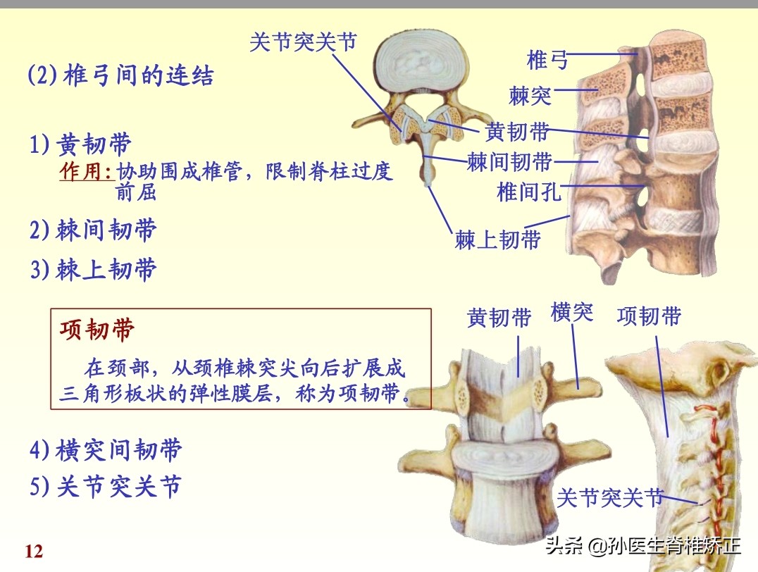 人体解剖学课件ppt,人体解剖学关节学