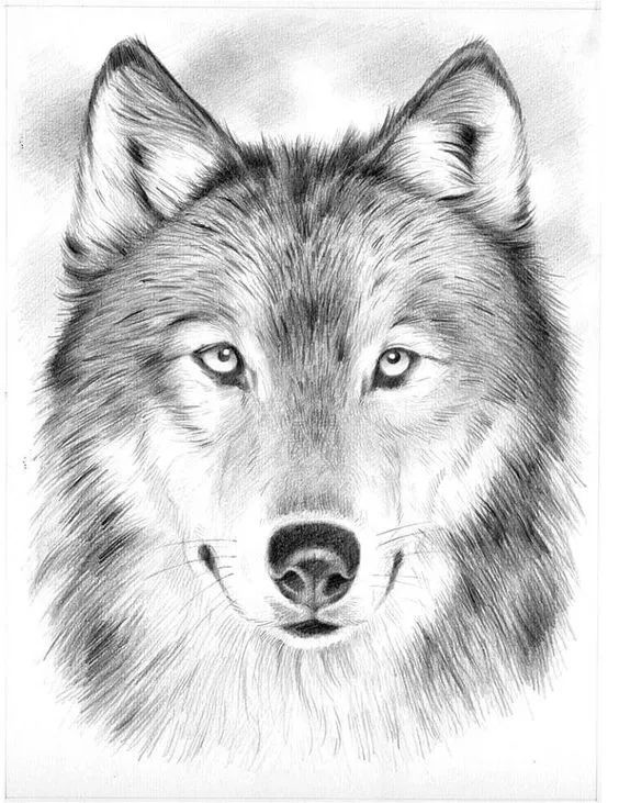 绱犳弿鍏ラ棬鍔ㄧ墿,绱犳弿鍔ㄧ墿瑙ｆ瀽