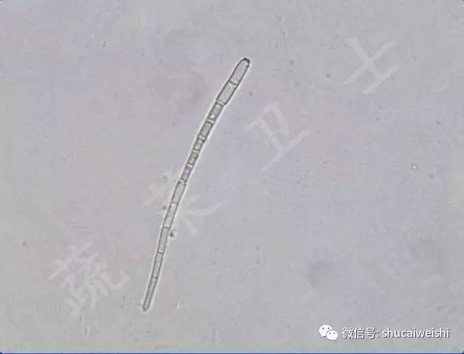 辣椒尾孢叶斑病,辣椒细菌性叶斑病防治药剂