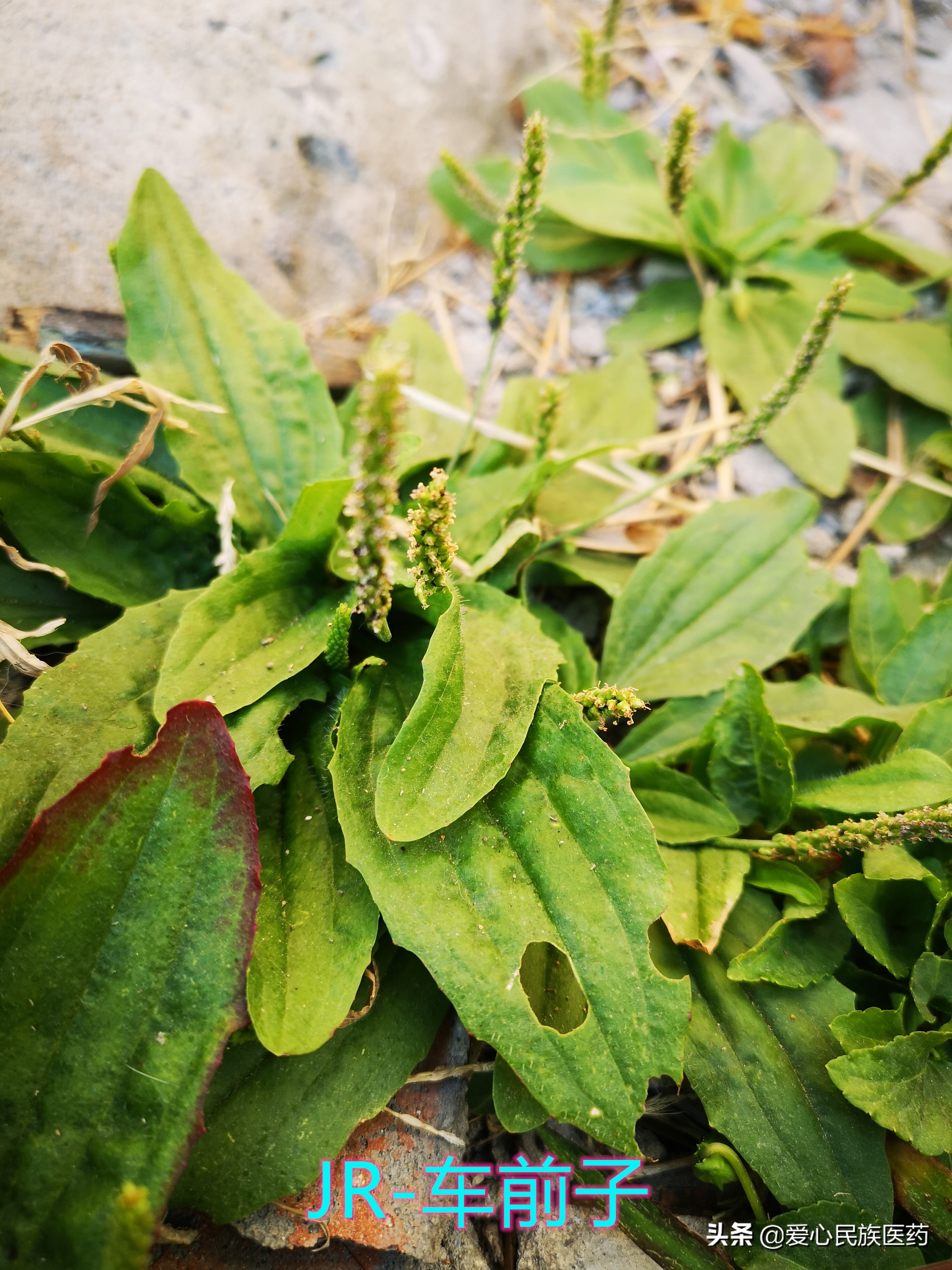 农村草药车前子,适合树下面种植的中药材