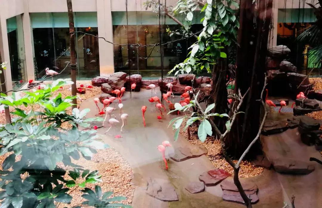 广州长隆动物园最全游玩攻略成人,去广州长隆野生动物园玩真实视频