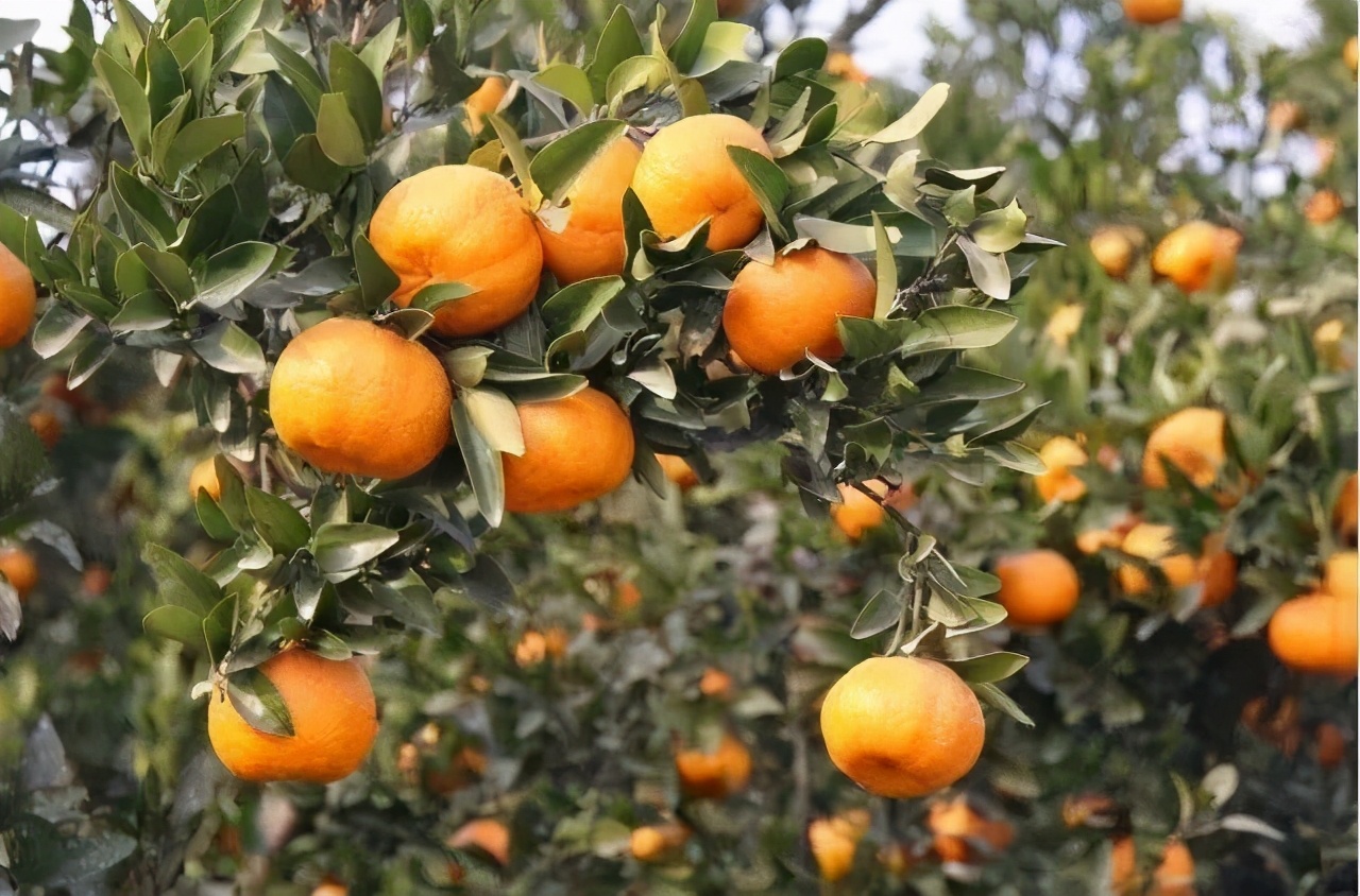 柑橘木虱卵和蚜虫卵的区别,柑橘红蜘蛛蚜虫用什么药防治