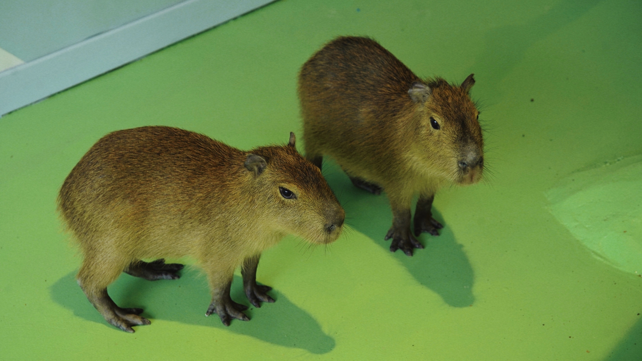 海昌萌宠乐园在几楼,海昌萌宠南通