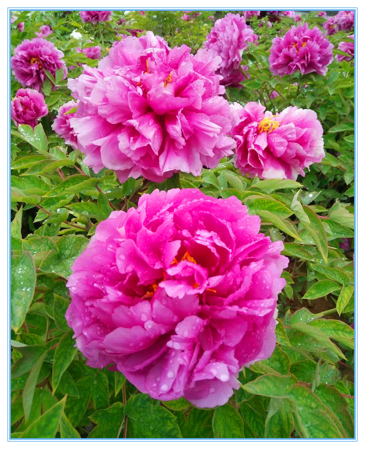 赞牡丹花古诗词,国色天香牡丹展古诗