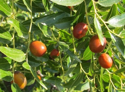 枣树最怕什么,枣树现在需要打什么药