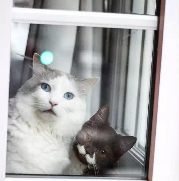 盘点那些姿势优雅的猫,肉感十足的猫是什么猫