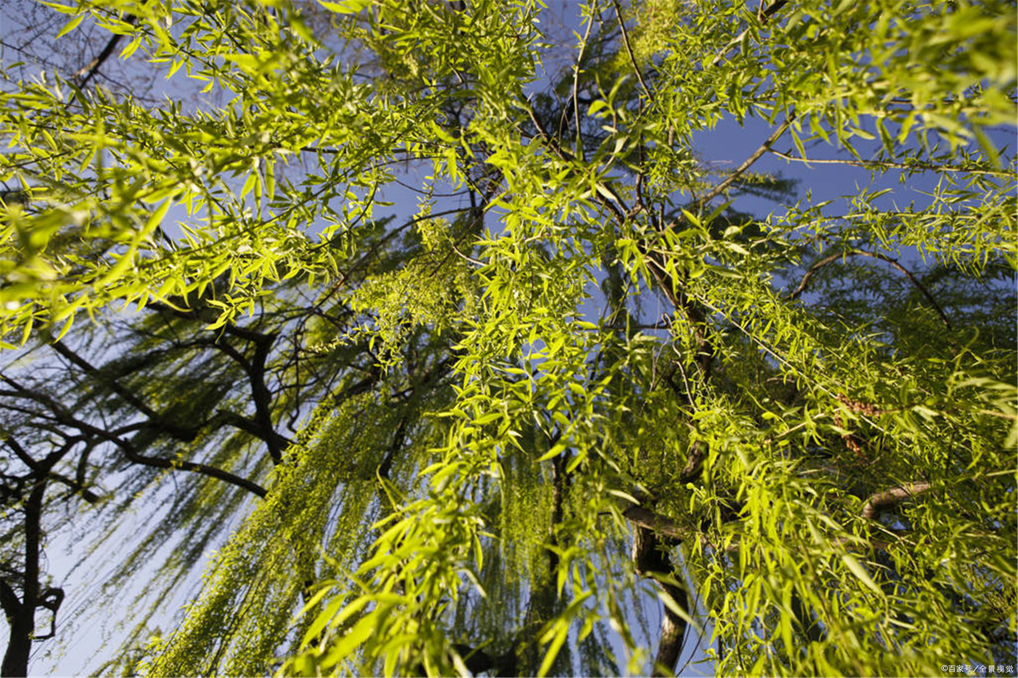 河南省郑州市柳林村,郑州柳林村姓什么