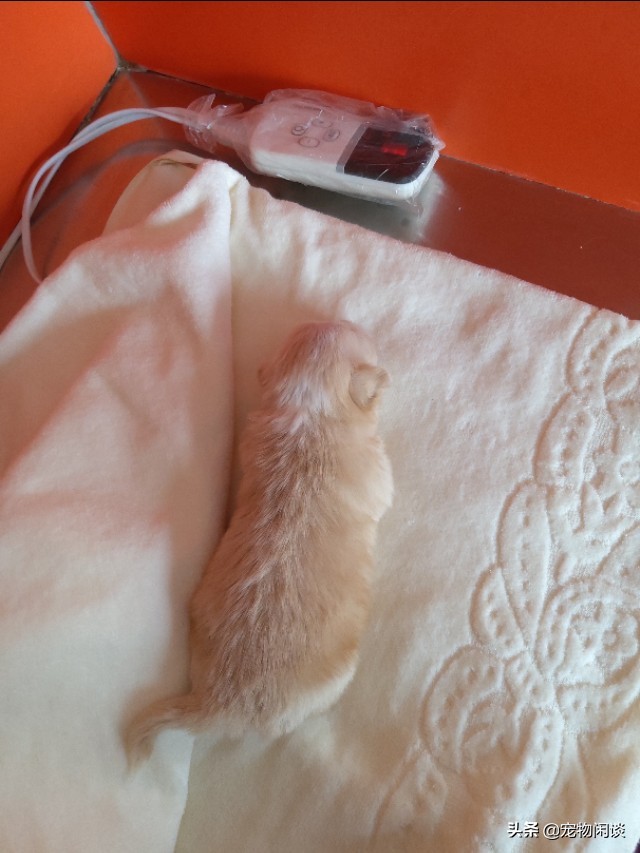 【警惕】好心救小奶狗,三天后死于肺炎!怎样能避免好心办坏事?