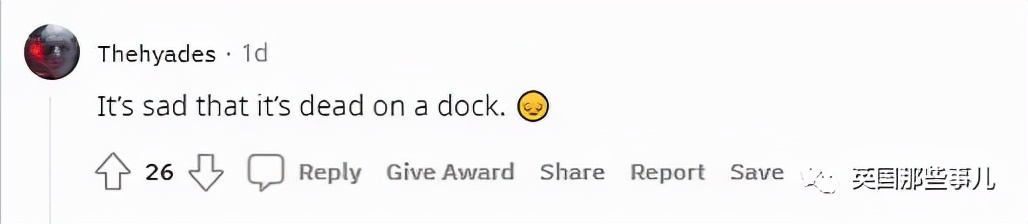 鲨鱼身体，猪猪的脸？意大利船员，打捞到了一只猪脸鲨鱼...