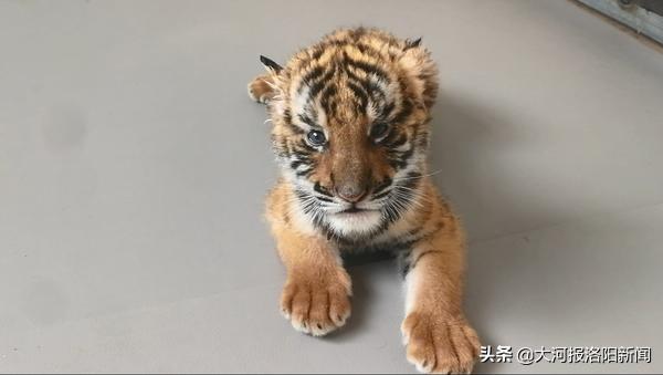 洛阳王城公园成年的华南虎,洛阳动物园还有多少只华南虎