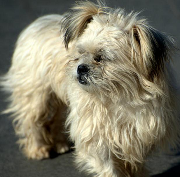 为什么有人反对养宠物,为什么现在越来越多人选择养狗