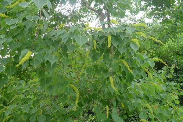 三明大金湖导游词400字,大金湖的景区导游介绍