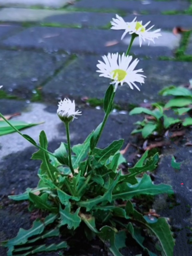 中国诗歌杂志2024年4期目录,中国诗歌周刊第185期